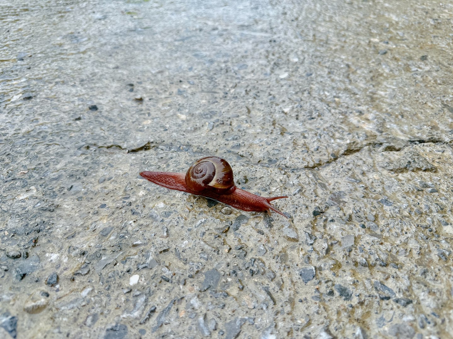 pic